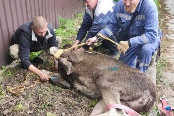 Під Києвом автомобіль збив лося
