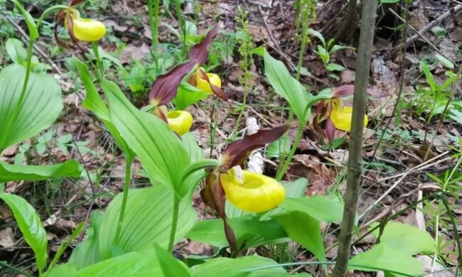 У лісі під Києвом розцвіли орхідеї