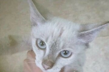 Невгамовна: кішка, яка тиждень жила в тунелі метро, знову втекла від волонтерів