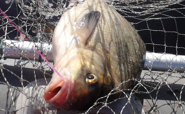 На Київщині браконьєр наловив риби на 115 тисяч гривень
