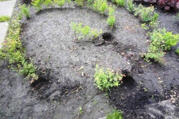В парках Києва крадуть квіти та знищують клумби: комунальники просять допомоги (фото)