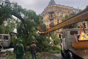 У Києві негода повалила більше 100 дерев