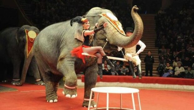 У 2020 році цирки українські цирки не демонструватимуть тварин: Бородянський