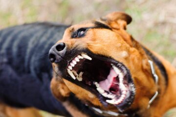 Смертельна загроза: на Київщині через сказ оголосили карантин у шести селах