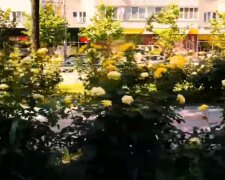 На бульварі Лесі Українки цвіте алея троянд (відео)