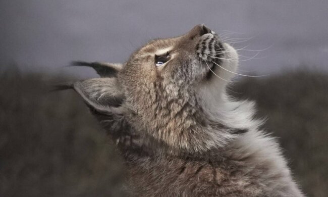 З Києва до Кента: врятована рись Урса розпочала нове життя у британському заповіднику