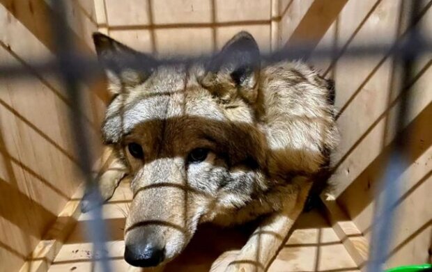 Видавали нехарактерні звуки: з України намагалися вивезти живих вовків під виглядом лайок