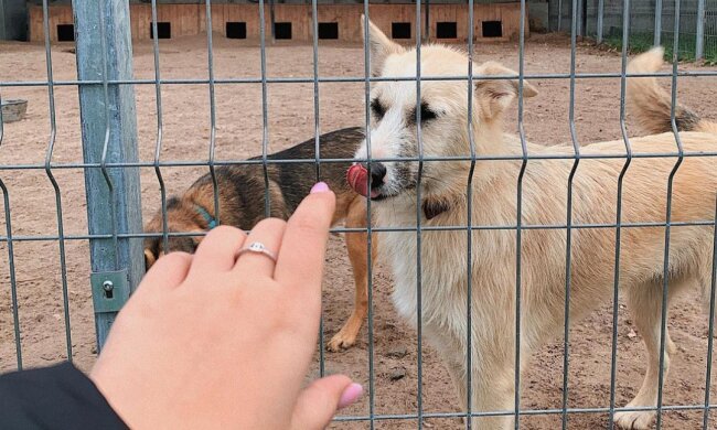 Відомі блогери шукають домівки для тварин зі столичного притулку