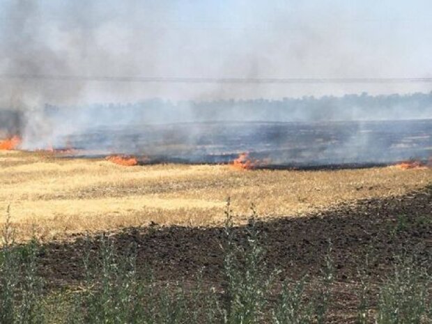 Через російські обстріли згоріло 20 га пшениці – голова Дніпропетровської облради