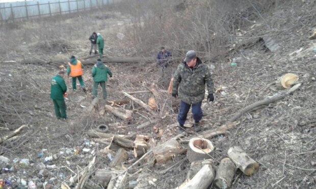 Київзеленбуд про скандал у соцмережах: чому вирубують дерева на схилах Дніпра