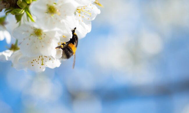 У Києві буде тепліше, ніж у Мадриді та Парижі: прогноз синоптика
