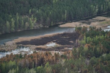 Постраждало 11,5 тис га заповідника: фахівці про наслідки Чорнобильських пожеж (відео)