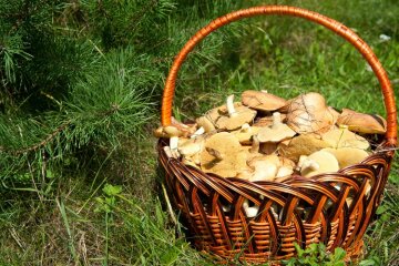 За новими штрафами вартість зрізаного гриба складе 75 гривень