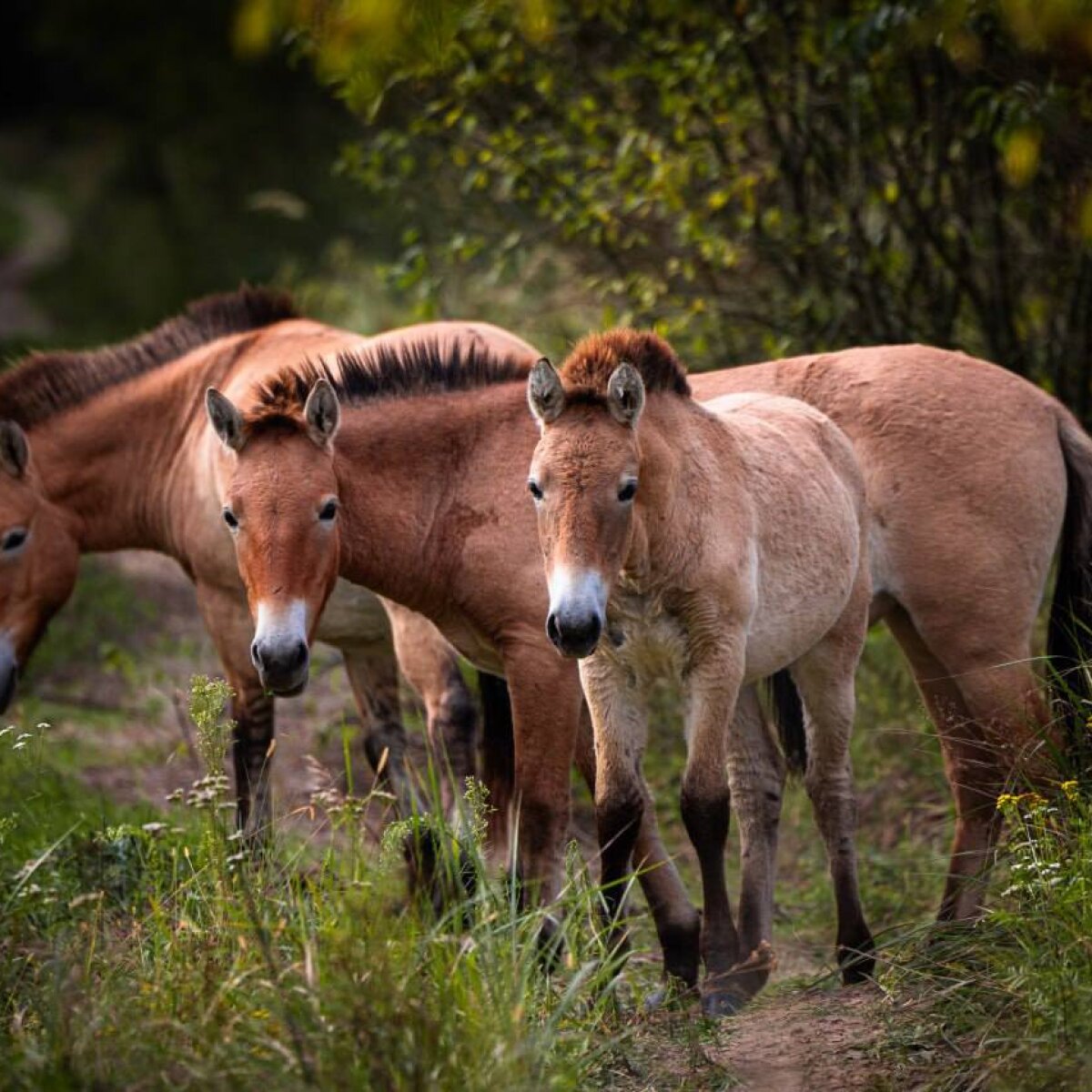 Құлпынай секс порно