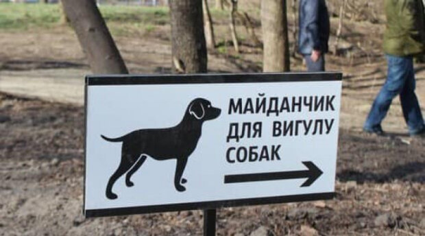 Як розв’язати проблему з вигулом собак у місті – депутат Київради дав основні поради