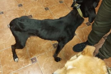 Під Києвом зоозахисники врятували близько сотні заморених голодом собак: їх утримували у псевдо-притулку “Лора”