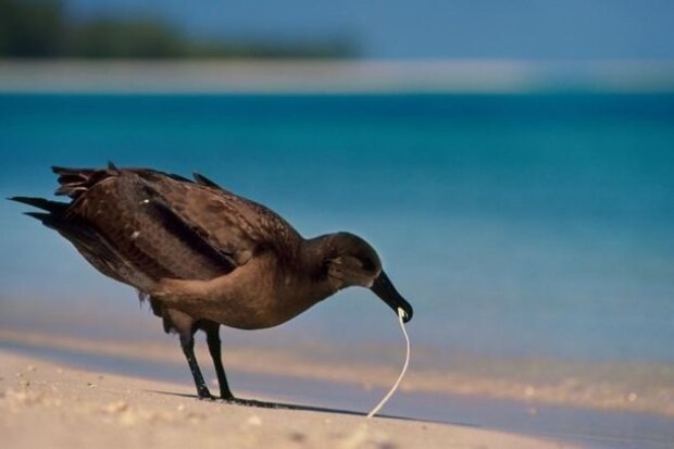 Пластикові соломинки – небезпечні вбивці птахів і тварин