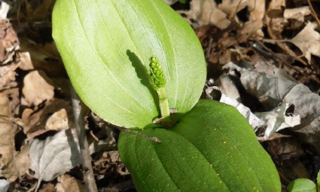 В столичному парку зацвіла лісова орхідея, занесена до Червоної книги