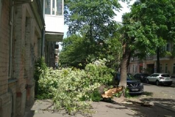 Чудово, що нікого не вбило: на Подолі дерево впало на тротуар