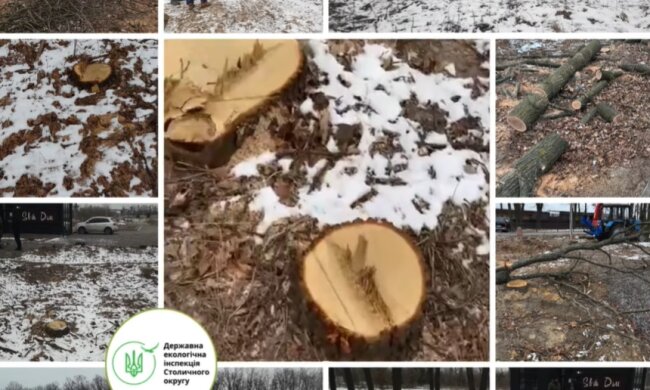 На Київщині незаконно рублять дуби та створили сміттєзвалище