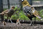 У Київському зоопарку народились пташенята королевських фазанів