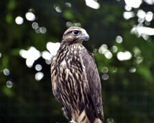 KyivZoo випустив у дику природу червонокнижного сокола балабана