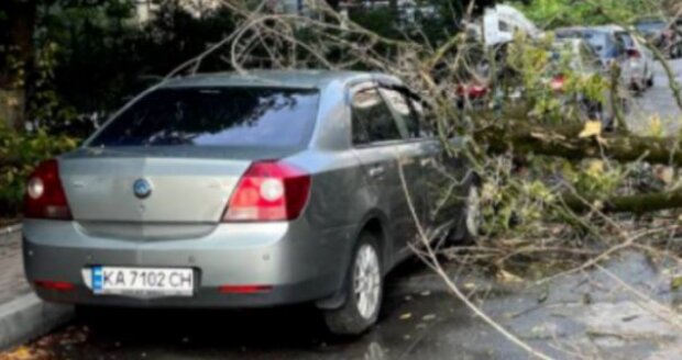 У Києві через сильний вітер автівку привалило деревом