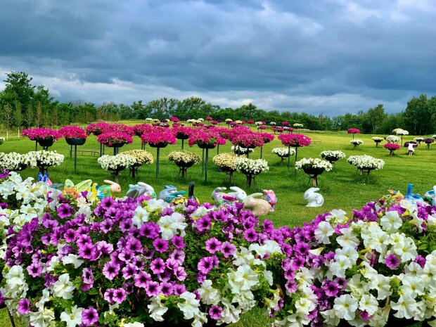 У відновленому Добропарку квітне понад 100 000 петуній