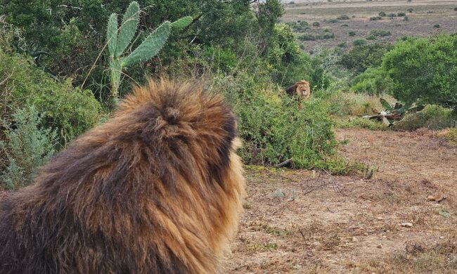 Леви, яких врятували із Ясногородки, повернулися в Південну Африку