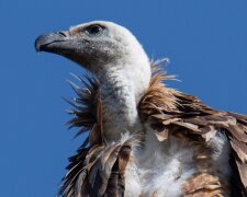 До Києва завітав рідкісний червонокнижний білоголовий сип та оселився в гнізді лелек