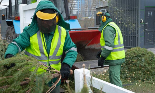 Кияни активно долучаються до екологічної ініціативи, здаючи використані святкові дерева у спеціалізовані міські локації.