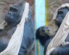 «Знищено єдину допомогу від Німеччини». Горила Тоні з Київського зоопарку розірвав плед, який йому подарували (відео)