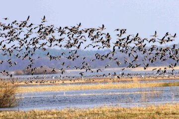Зміни клімату та браконьєрство – що загрожує перелітним птахам в Україні