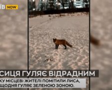 У парку на Відрадному гуляє майже ручна лисиця (відео)