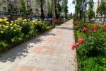 На Печерську з'явилась трояндова алея
