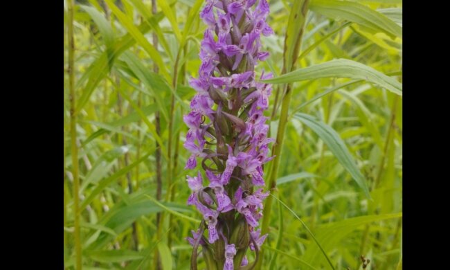 На Київщині віднайшли місцину, де зростають червонокнижні дикі орхідеї