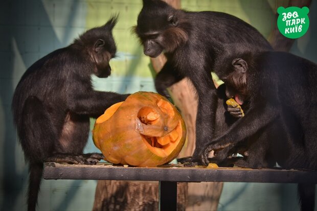 Київський зоопарк святкує Хелловін (фото)