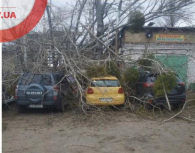 У Києві дерево впало на СТО і потрощило автівки