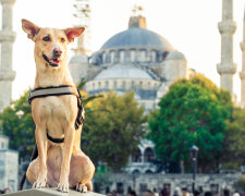 Київська собака побувала в тридцяти країнах (відео)