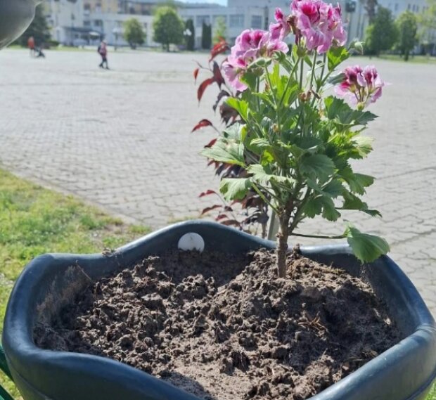 У Славутичі вже не вперше крадуть квіти з міських клумб