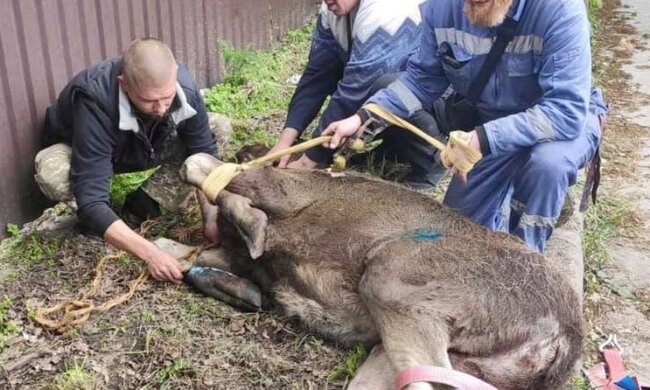 Під Києвом автомобіль збив лося
