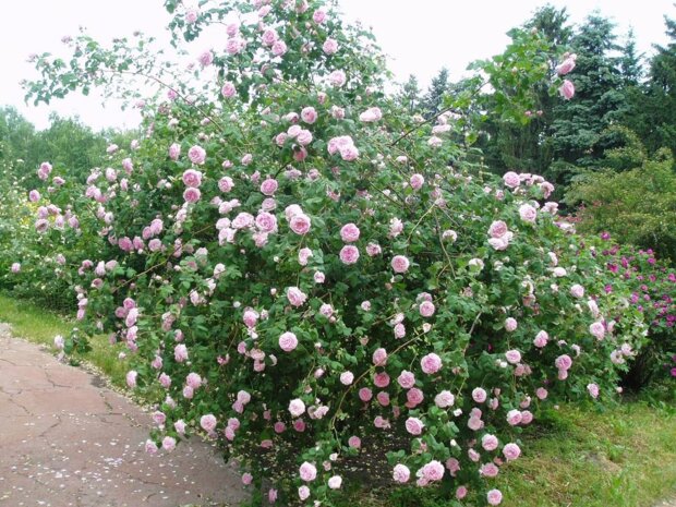 У ботсаду Києва квітнуть рідкісні троянди і рододендрони