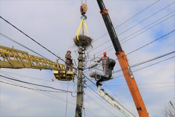 Домівки для лелек: київські енергетики встановили технологічні гнізда на стовпах