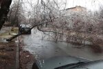 Крижаний дощ пошкодив рекордну кількість дерев у Києві