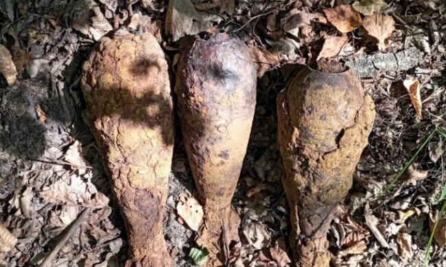 Пішов по гриби, а знайшов бомби — в Київській області в лісі знайдено три міни