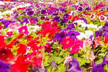 Більше 300 тисяч квітів: на Співочому Полі відкривається виставка Мультленд