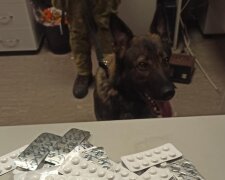У «Борисполі» службовий пес виявив близько двох тисяч нарковмісних пігулок (відео)