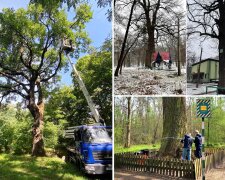 Вікові дерева столиці планують оголосити ботанічними пам’ятками природи
