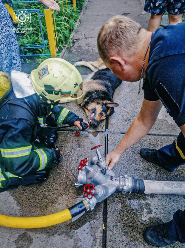 В Оболонському районі столиці ДСНС врятували песика із палаючої квартири