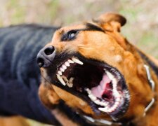 Смертельна загроза: на Київщині через сказ оголосили карантин у шести селах